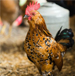 hard chicken