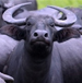 Beef brisket>
                                             </div><!-- /.pricing-card__image -->
                                             <div class=