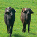 Beef brisket>
                                             </div><!-- /.pricing-card__image -->
                                             <div class=