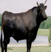 Beef >
                                             </div><!-- /.pricing-card__image -->
                                             <div class=