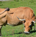 Beef brisket>
                                             </div><!-- /.pricing-card__image -->
                                             <div class=