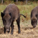 Beef brisket>
                                             </div><!-- /.pricing-card__image -->
                                             <div class=