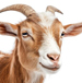 Goats>
                                             </div><!-- /.pricing-card__image -->
                                             <div class=