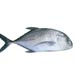 trevally
